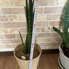 サンスベリア　500円の画像