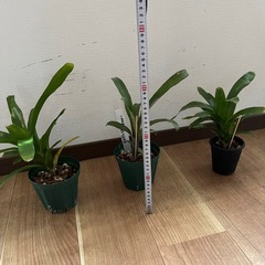 ネオレゲリア　1鉢500円の画像