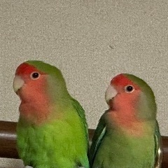 コザクラインコ　仲良し２羽　
