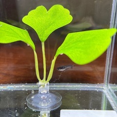 本日のみ　曜変天目アースアイメダカの画像