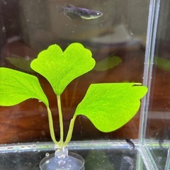 本日のみ　曜変天目アースアイメダカの画像