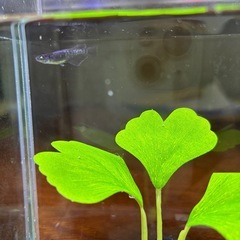本日のみ　曜変天目アースアイメダカの画像