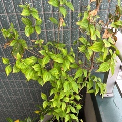 【無料引き取り希望】植物×2の画像