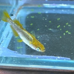 本日のみ　橙メダカの画像