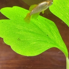 本日のみ　橙メダカの画像
