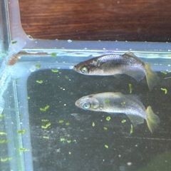 本日のみ　橙メダカの画像