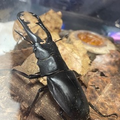 早いもの勝ち！ギラファノコギリクワガタ　幼虫3匹　差し上げます‼️の画像