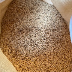 新米　コシヒカリ　籾30kg①の画像
