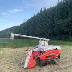 新米　コシヒカリ　籾30kg①の画像