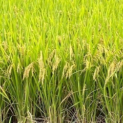 第一回　にじのきらめき　玄米30kg   
限定10袋の画像