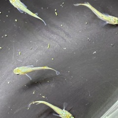 本日のみ　サイシュウヘイキの画像