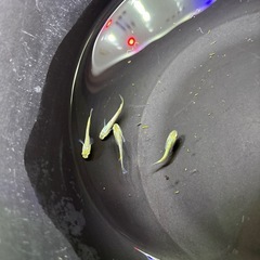 本日のみ　サイシュウヘイキの画像