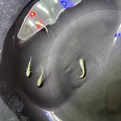 本日のみ　サイシュウヘイキの画像