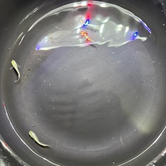 本日のみ　サイシュウヘイキの画像