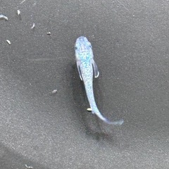 完売本日のみ　ゴブリンメダカの画像