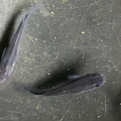 メダカ　オロチ　10匹の画像