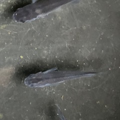 メダカ　オロチ　10匹の画像