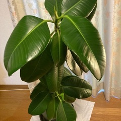 ゴムの木　鉢付きの画像