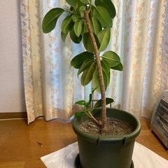 ゴムの木　鉢付きの画像
