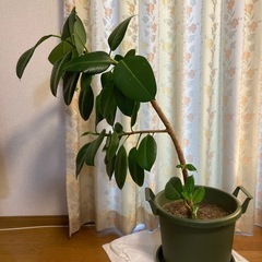 ゴムの木　鉢付きの画像