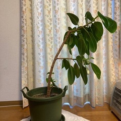 ゴムの木　鉢付きの画像