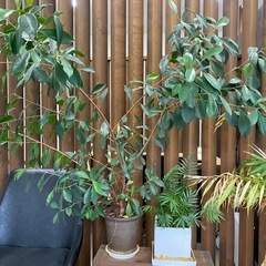 観葉植物の画像