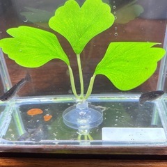 本日のみ　曜変天目メダカの画像