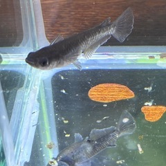 本日のみ　曜変天目メダカの画像