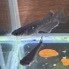 本日のみ　曜変天目メダカの画像