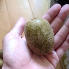 ⭕️食べ頃ゴールドキウイ15個セット🥝有料品お引き取りの場合は無料‼️の画像