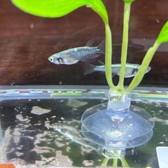 本日のみ　ゴジラメダカの画像
