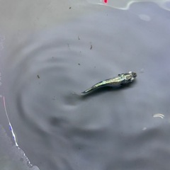 本日のみ　ゴジラメダカの画像