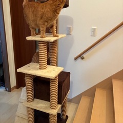 キャットタワー キャットツリーの画像