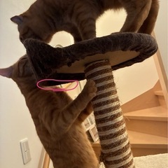 キャットタワー キャットツリーの画像