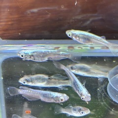 本日のみ　墨武メダカの画像