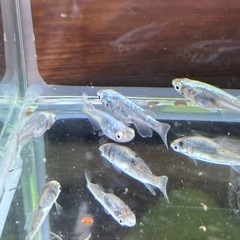 本日のみ　墨武メダカの画像
