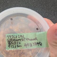 ✨️ヘラクレス成虫ペア＋幼虫5頭セットおまけ付き✨️の画像