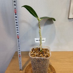 (まとめ割あり) ①フィカス・ベンガレンシス　観葉植物　挿し木の画像
