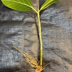 (まとめ割あり) ①フィカス・ベンガレンシス　観葉植物　挿し木の画像