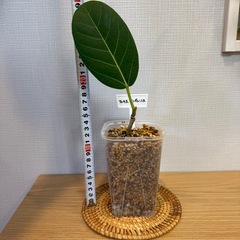 (まとめ割あり)②フィカス・ベンガレンシス　観葉植物　挿し木の画像