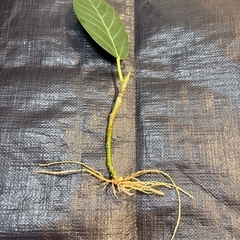 (まとめ割あり)②フィカス・ベンガレンシス　観葉植物　挿し木の画像