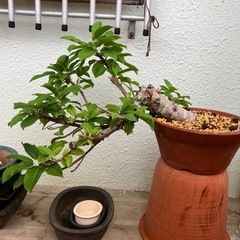 盆栽　ブーゲンビリア　アコウの画像