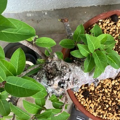 盆栽　ブーゲンビリア　アコウの画像
