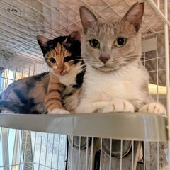 仲良しニャンズ！美人女子の子猫ちゃん