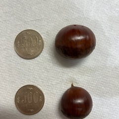 受付終了⑪生栗＊小ぶり＊１袋400ｇ(無農薬)の画像