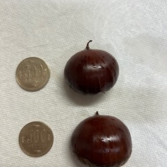受付終了⑩生栗１袋500ｇ(無農薬)の画像