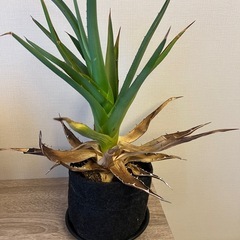 アガベ　 観葉植物の画像
