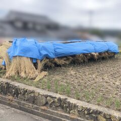 わら束[無農薬]の画像