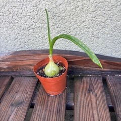 オーニソガラムコーダツム苗の画像