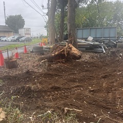抜根したけやきや杉の木の根の画像